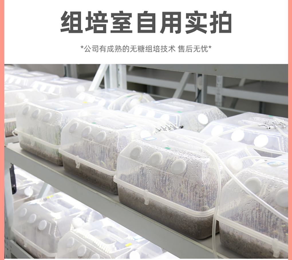 無(wú)糖培養盒_12.jpg