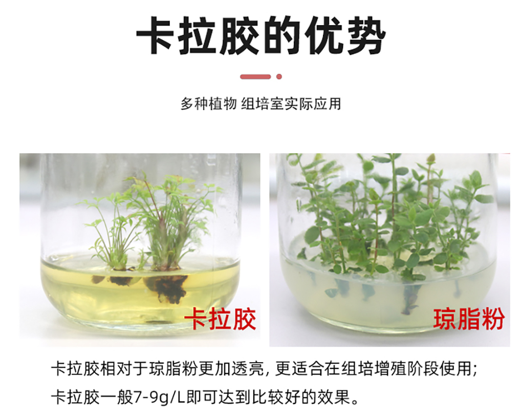 卡拉膠_04.jpg