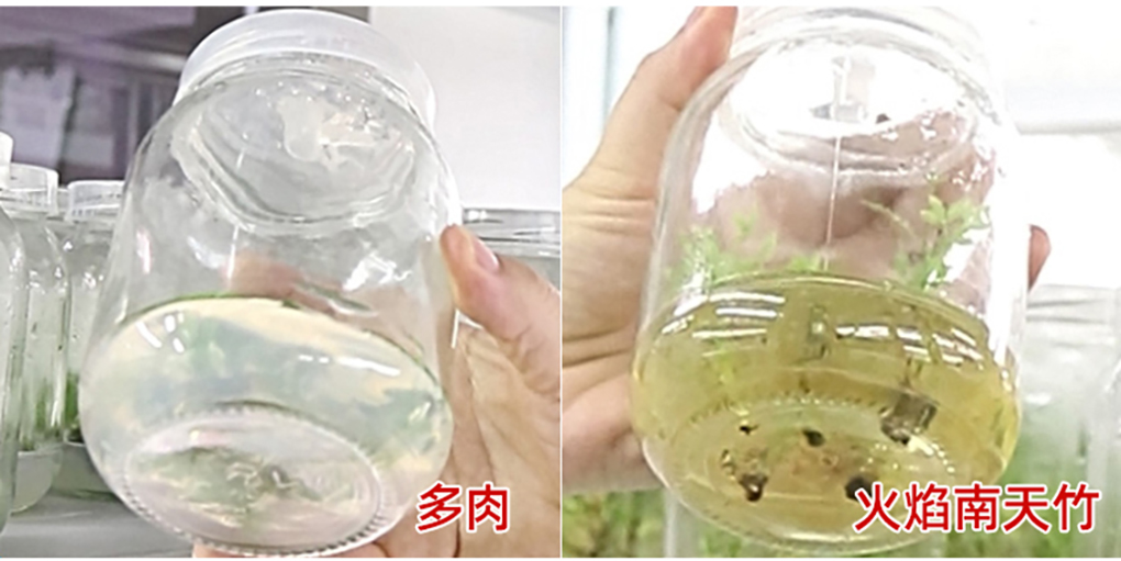 卡拉膠_06.jpg