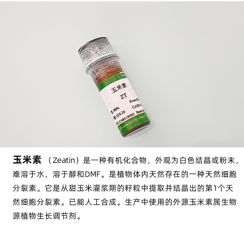 玉米素_04.jpg