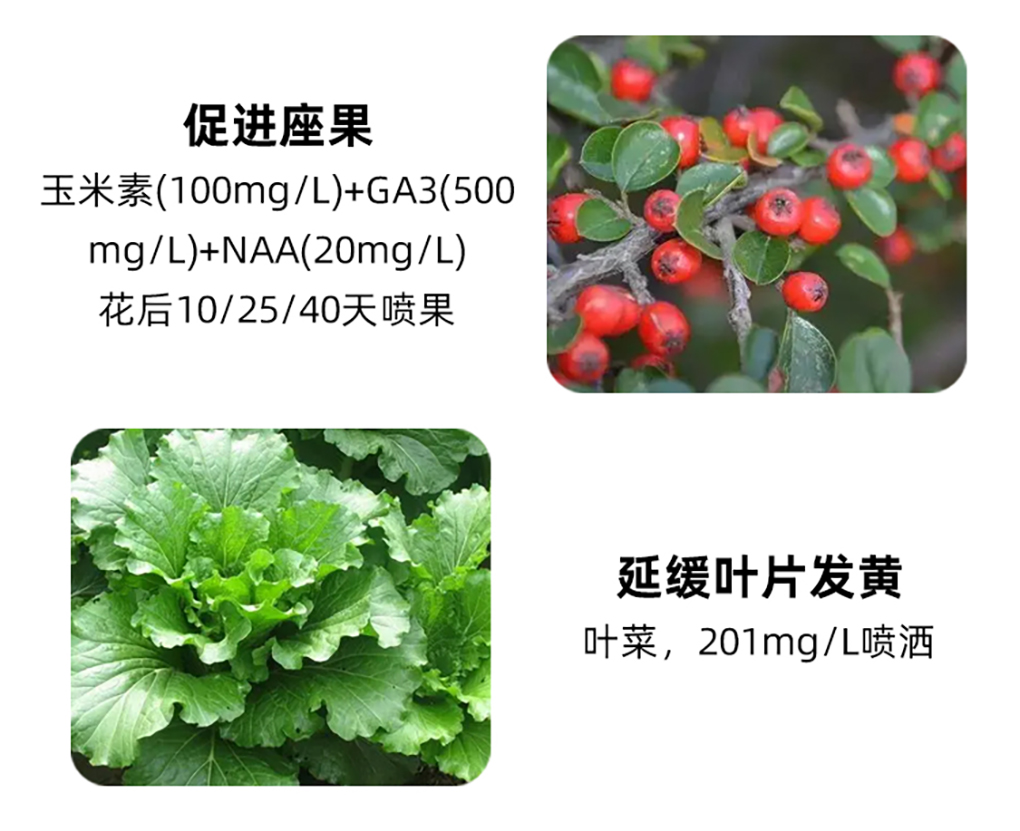 玉米素_06.jpg