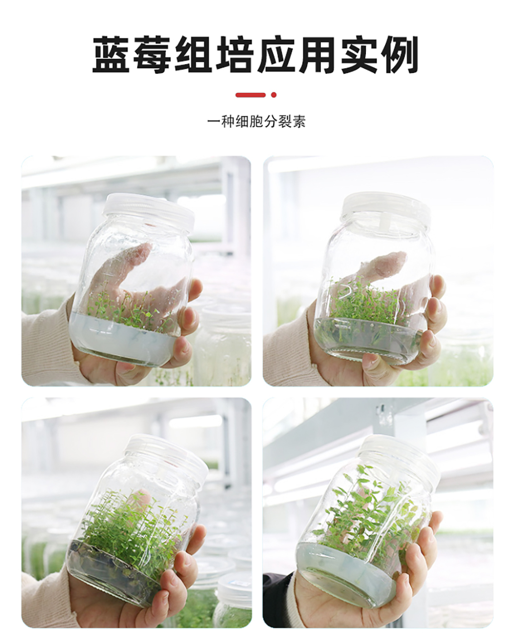 玉米素_07.jpg